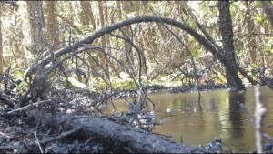 Alberta Cold Creek oil spill