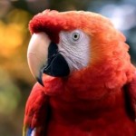 Bouton Biodome parrot