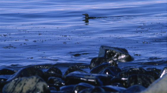 Exxon_valdez_bird