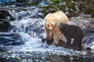 Spirit Bear and cub