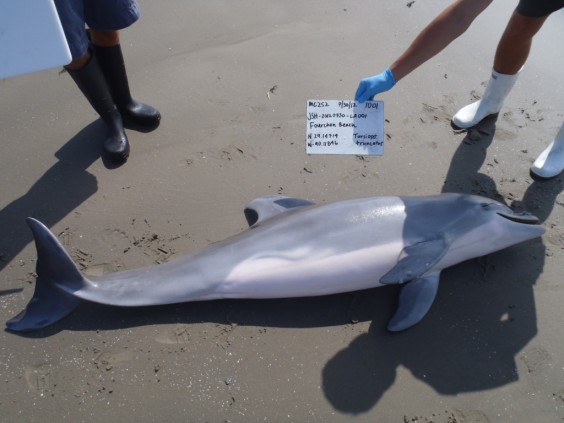 Dolphin die-off Gulf of Mexico