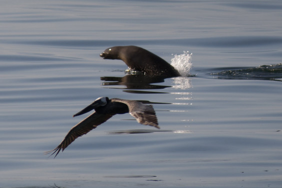 GOLETA, CALIFORNIA - MAY 20: A California brown pelican and California sea lion fish in oil-contaminated water from an inland oil spill near Refugio State Beach on May 20, 2015 north of Goleta, California. About 21,000 gallons spilled from an abandoned pipeline on the land near Refugio State Beach, spreading over about four miles of beach within hours. The largest oil spill ever in U.S. waters at the time occurred in the same section of the coast where numerous offshore oil platforms can be seen, giving birth to the modern American environmental movement. (Photo by David McNew/Getty Images)