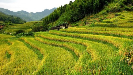 rice paddies methane