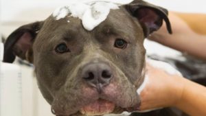 montreal-pit-bull-ban-20160926