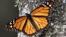 Monarch butterfly